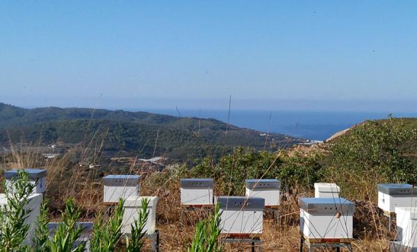 Akdeniz'den Toroslar'a Gerçek Balı Nasıl Üretiriz Yolculuğu