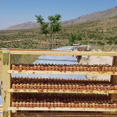 saf taze arı sütü