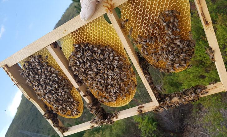 hakiki gerçek saf orjinal karakovan balı nasıl anlaşılır nerede bulunur satılır fiyatı